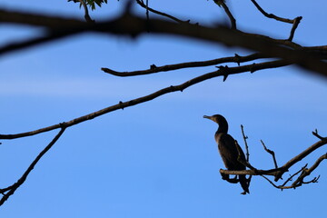 cormorant