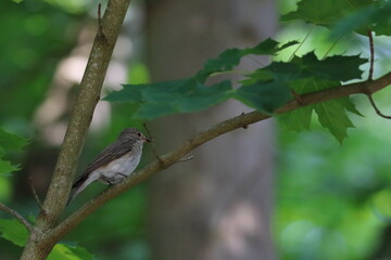 spotted flycatcher