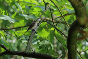 spotted flycatcher