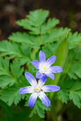 Closeup of blue and white flowers of Glory-Of-The-Snow blooming in a spring garden
