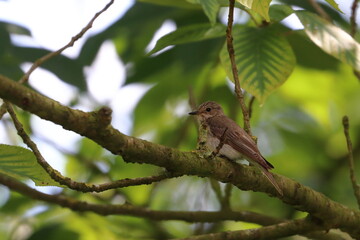 spotted flycatcher
