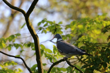 wood pigeon