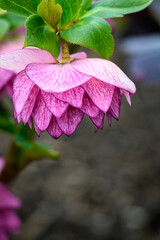 Beautiful double blooms on a hellebore in a spring garden, as a nature background
