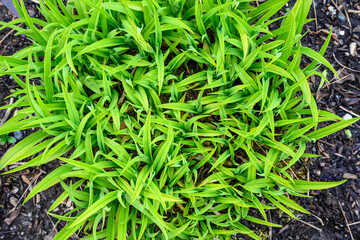 Fresh spring green growth on perennial bulbs in a spring garden, as a nature background
