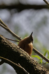 nuthatch