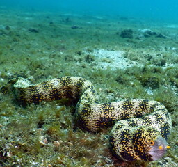 Costa Rica Pacific sea life