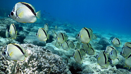 Costa Rica Pacific sea life