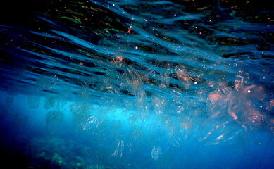 Costa Rica Pacific sea life