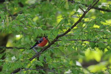 garden bird