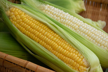 白と黄色のスイートコーン