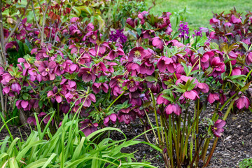 Fototapeta na wymiar Dark maroon blooms of a hellebore growing in a spring garden, as a nature background 