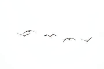 crane migration - 431080439