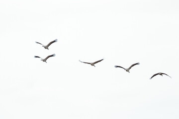 crane migration