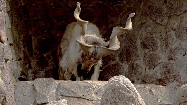 Everyday life of funny screw horn goats   in captivity
