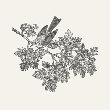 bird perched on flowering branch clip art preview