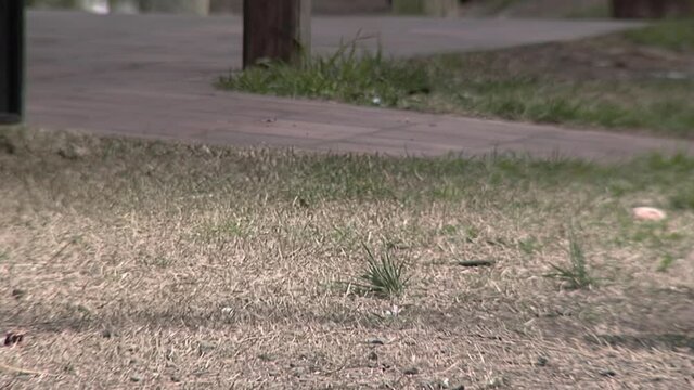A Man and a Woman dancing the Chacarera, a Traditional Folk Dance in Argentina,  Male Dancers circle about their Female Partners, Seducing them with Foot Stomping . Low Angle View. 