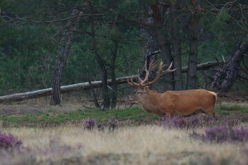 red deer