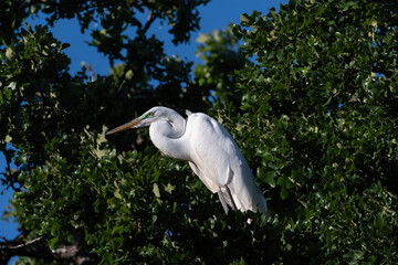 Great White Egret perched in green foliage on tree