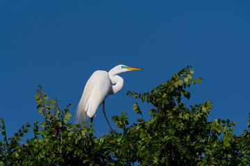 Great White perched high in the top of a tree on a sunny day