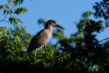 Young Black-crowned Night Heron perched on a tree branch