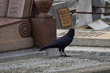 Obraz premium A little raven standing amongst a collection of graves in a cemetery