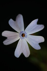 Flower blossom close up in black background Phlox sabulata L. family polemoniaceae botanical modern high quality big size educational print