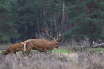 red deer