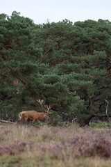 red deer