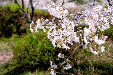 目の前にある綺麗な桜の木