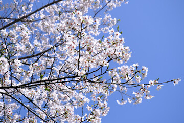 満開の桜と雲一つない青い空