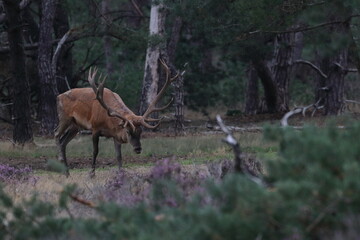 red deer male