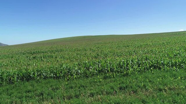 Flying along a cornfield on a sunny day