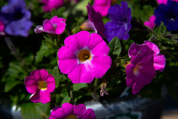 Colorful petunia garden nature blossom flora dreen