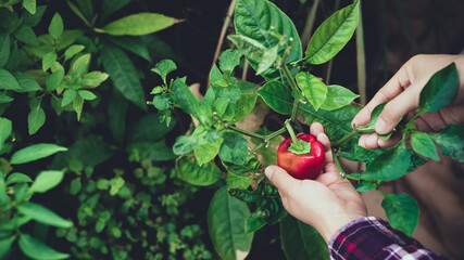 Woman hand picking ripe small red bell pepper in organic vegetable garden
