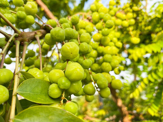 fresh star gooseberry on the tree, organic fruit, sour fruit