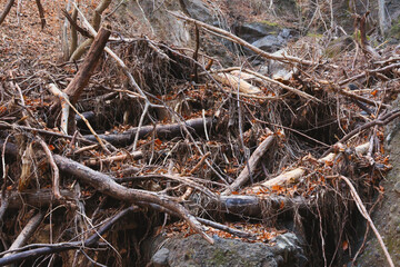 豪雨災害による沢を流れる川の流木や土石流の被害