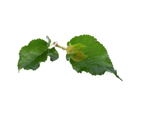 mulberries fruit and mulberry leaf on white background healthy mulberry fruit food isolated