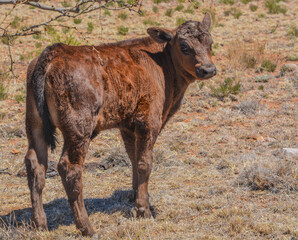 Naklejka na ściany i meble Cute young curious, dark brown calf on a free roaming range in New Mexico