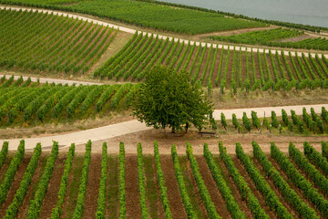 Vineyard in R&uuml;desheim am Rhein, Germany.