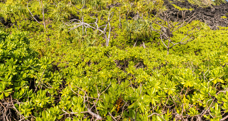 Hala Tree Forest On The Kipapa O Kikapi'ilani Trail, Waianapanapa State Park, Maui, Hawaii, USA