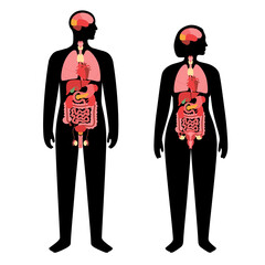 Obraz premium Human internal organs