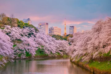 Fototapeten Chidorigafuchi park during the spring season with sakura in Tokyo © f11photo
