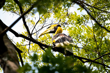 Great Hornbill