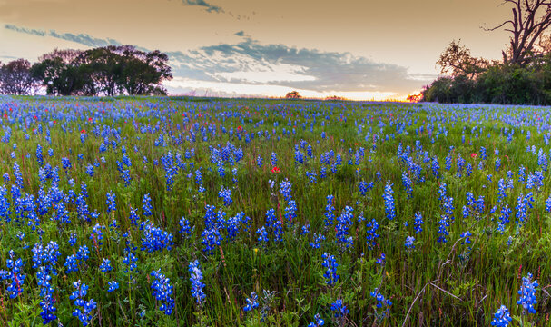 Sunset Over Blue Bonnets In Washington County, Texas USA