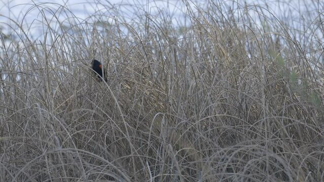 red winged blackbird perched over the water