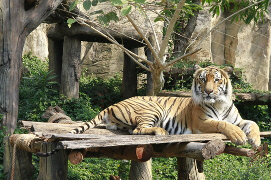 Royal Tiger Lying In The Sun After Eating A Full Meal