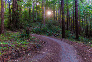 Sunlight Through Redwood Forest, Sam McDonald Park, San Mateo County, California, USA