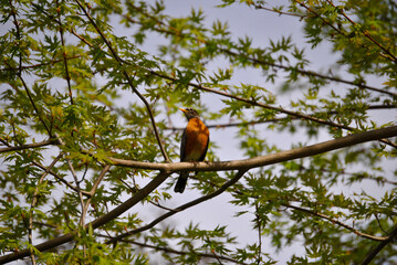 North American Robin in Ontario, Canada