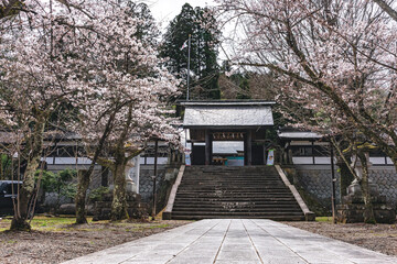 210405護国神社桜Z012
