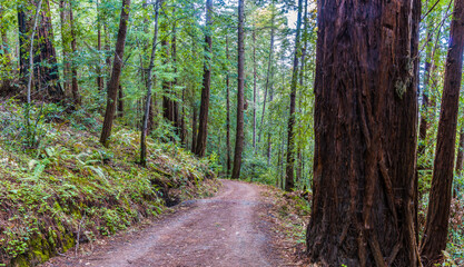 Naklejka premium Fire Road Through Redwood Forest, Sam McDonald Park, San Mateo County, California, USA